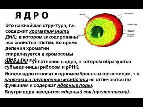 Ядрышко – уплотнение в ядре, в котором образуются субъеди-ницы рибосом