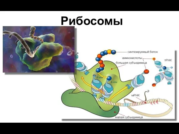 Рибосомы