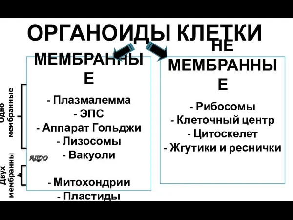 ОРГАНОИДЫ КЛЕТКИ МЕМБРАННЫЕ - Плазмалемма - ЭПС - Аппарат Гольджи