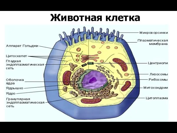 Животная клетка