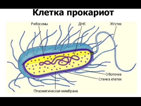 Клетка прокариот