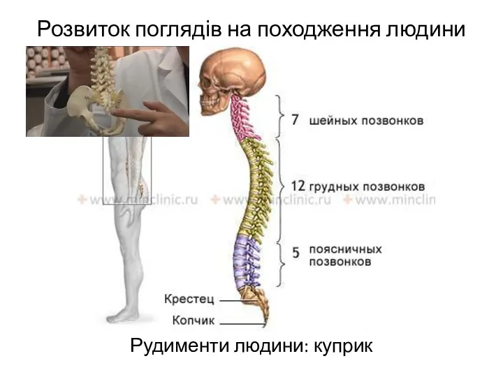 Розвиток поглядів на походження людини Рудименти людини: куприк