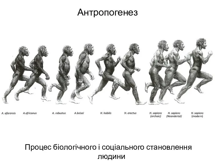 Антропогенез Процес біологічного і соціального становлення людини