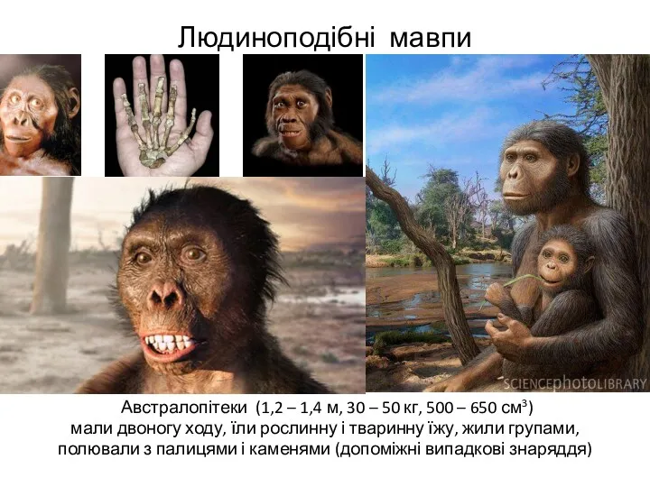 Людиноподібні мавпи Австралопітеки (1,2 – 1,4 м, 30 – 50