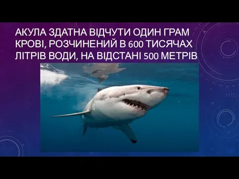 АКУЛА ЗДАТНА ВІДЧУТИ ОДИН ГРАМ КРОВІ, РОЗЧИНЕНИЙ В 600 ТИСЯЧАХ ЛІТРІВ ВОДИ, НА ВІДСТАНІ 500 МЕТРІВ