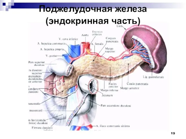 Поджелудочная железа (эндокринная часть)