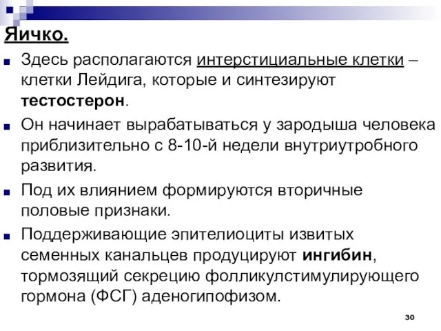 Яичко. Здесь располагаются интерстициальные клетки – клетки Лейдига, которые и