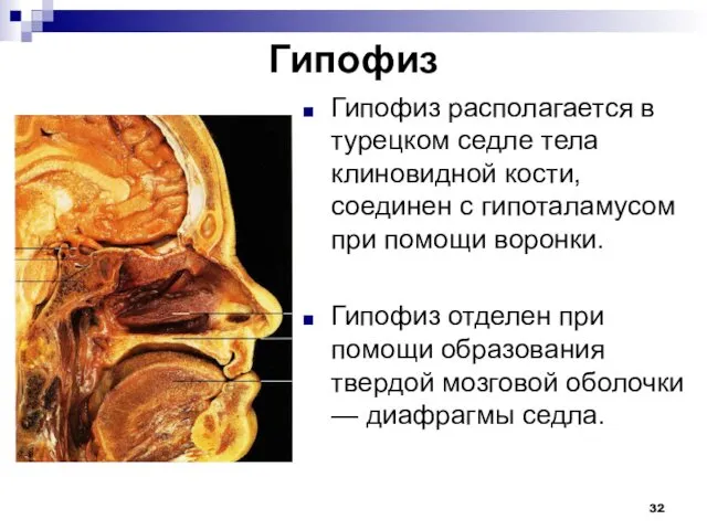 Гипофиз Гипофиз располагается в турецком седле тела клиновидной кости, соединен