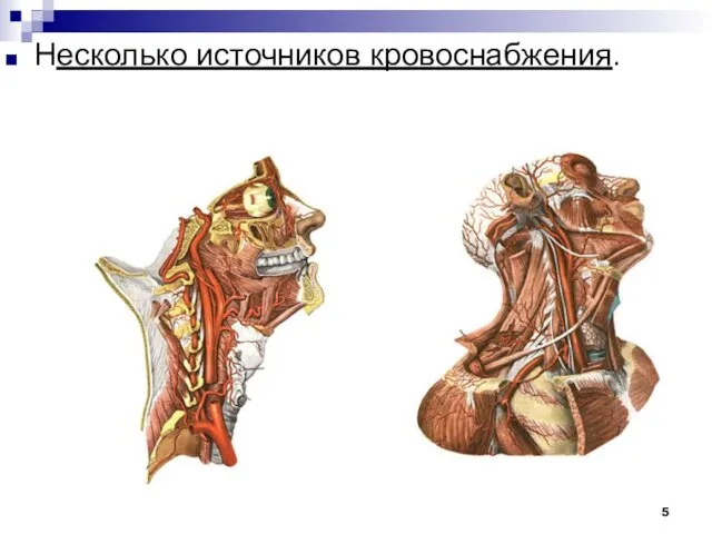 Несколько источников кровоснабжения.