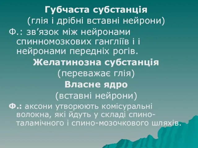 Губчаста субстанція (глія і дрібні вставні нейрони) Ф.: зв’язок між