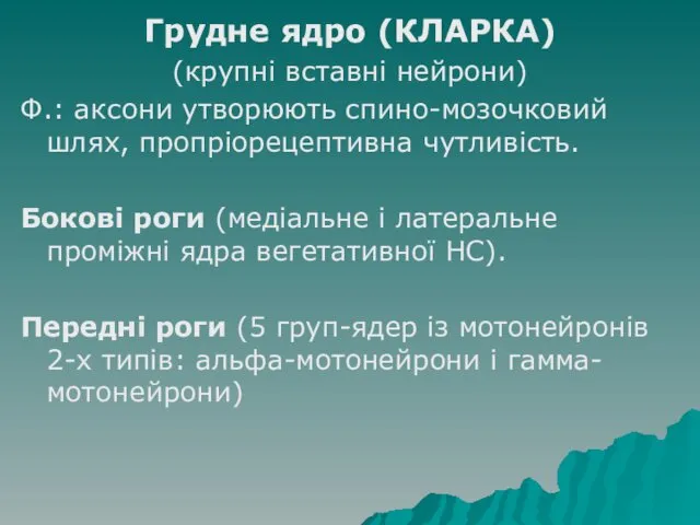 Грудне ядро (КЛАРКА) (крупні вставні нейрони) Ф.: аксони утворюють спино-мозочковий