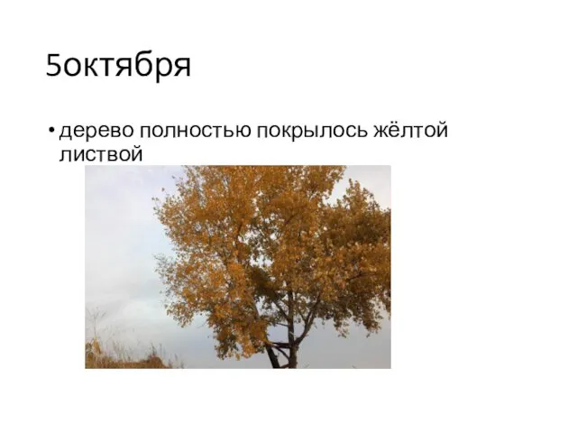 5октября дерево полностью покрылось жёлтой листвой