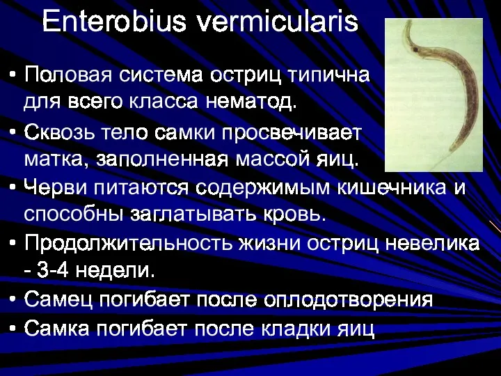 Enterobius vermicularis Половая система остриц типична для всего класса нематод.