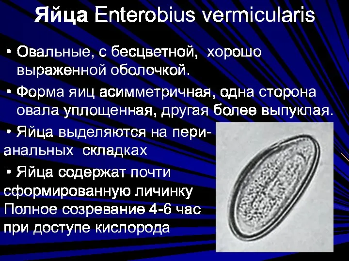 Яйца Enterobius vermicularis Овальные, с бесцветной, хорошо выраженной оболочкой. Форма