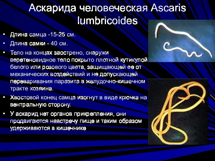 Аскарида человеческая Ascaris lumbricoides Длина самца -15-25 см. Длина самки