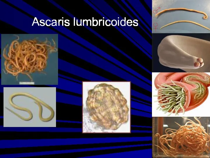 Ascaris lumbricoides