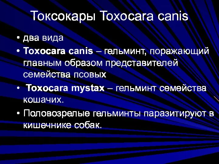 Токсокары Toxocara canis два вида Toxocara canis – гельминт, поражающий