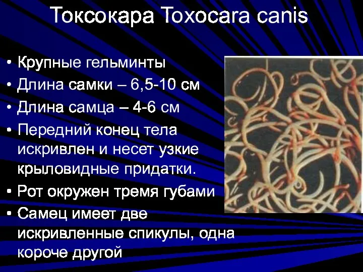 Токсокара Toxocara canis Крупные гельминты Длина самки – 6,5-10 см