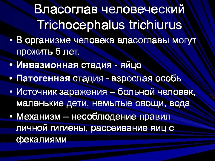 Власоглав человеческий Trichocephalus trichiurus В организме человека власоглавы могут прожить