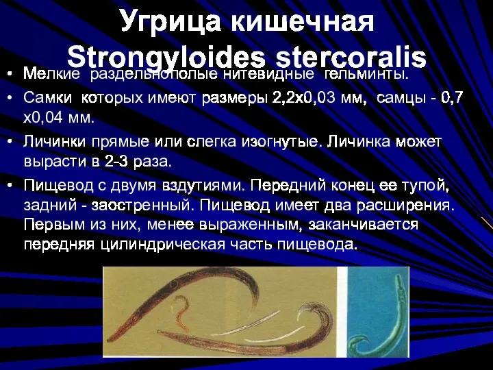 Угрица кишечная Strongyloides stercoralis Мелкие раздельнополые нитевидные гельминты. Самки которых
