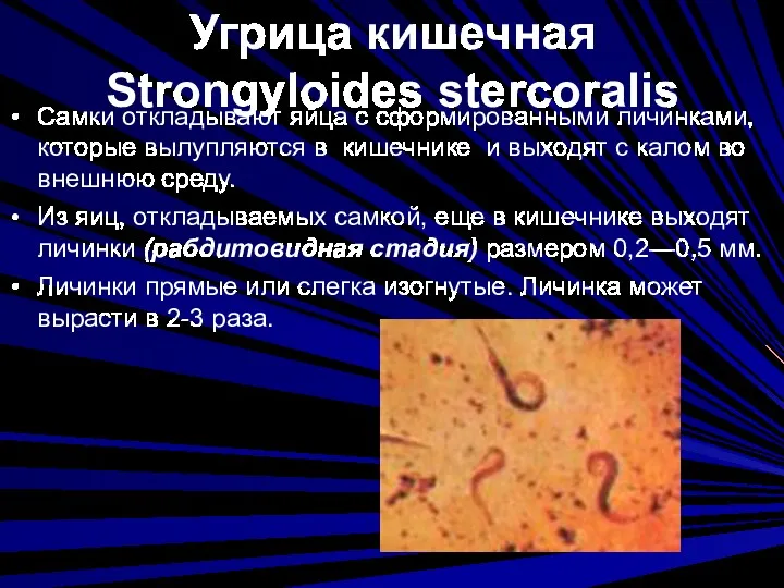 Угрица кишечная Strongyloides stercoralis Самки откладывают яйца с сформированными личинками,