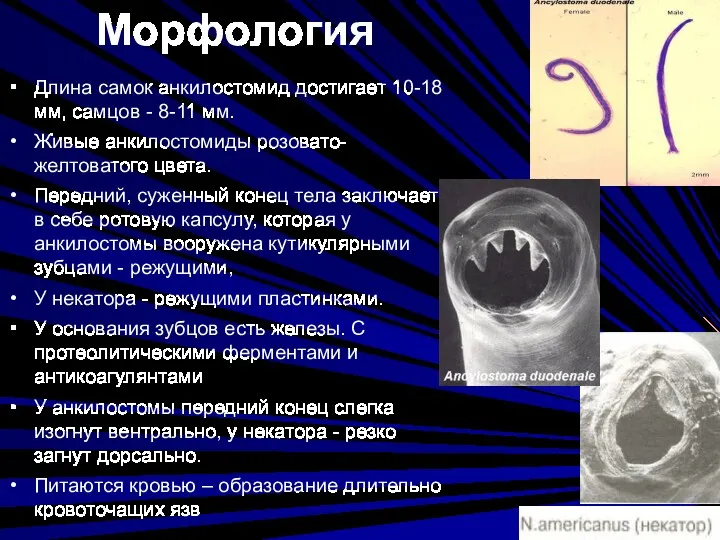 Морфология Длина самок анкилостомид достигает 10-18 мм, самцов - 8-11