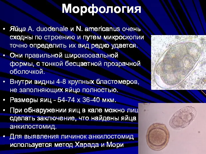 Морфология Яйца А. duodenale и N. americanus очень сходны по
