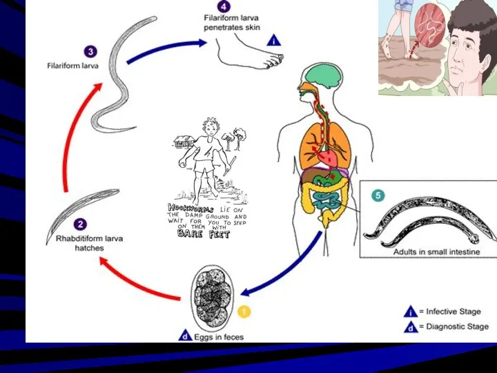 Life cycle