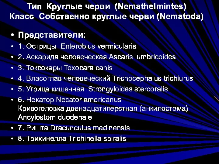 Тип Круглые черви (Nemathelmintes) Класс Собственно круглые черви (Nematoda) Представители: