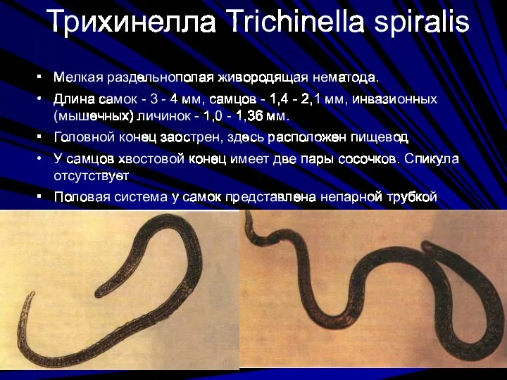 Трихинелла Trichinella spiralis Мелкая раздельнополая живородящая нематода. Длина самок -