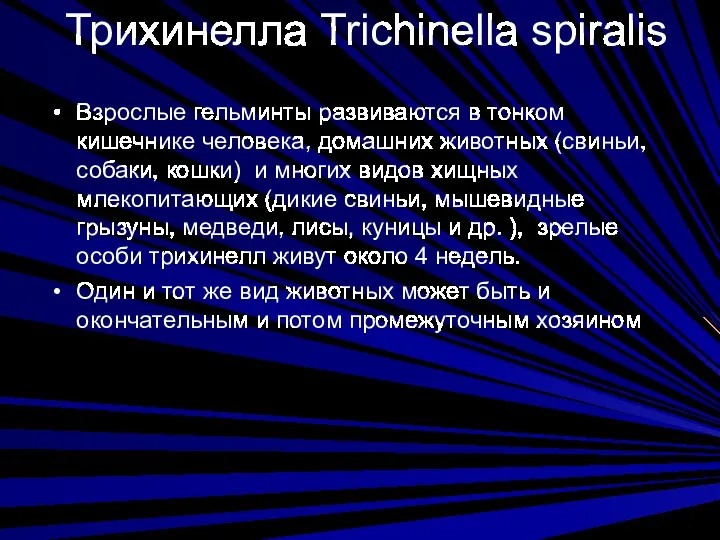 Трихинелла Trichinella spiralis Взрослые гельминты развиваются в тонком кишечнике человека,