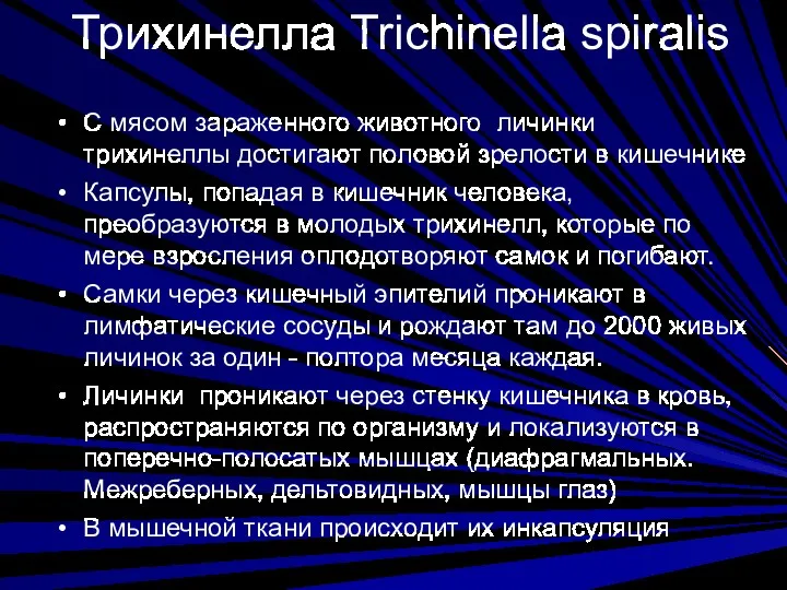 Трихинелла Trichinella spiralis С мясом зараженного животного личинки трихинеллы достигают