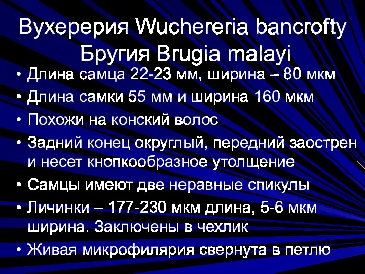 Вухерерия Wuchereria bancrofty Бругия Brugia malayi Длина самца 22-23 мм,