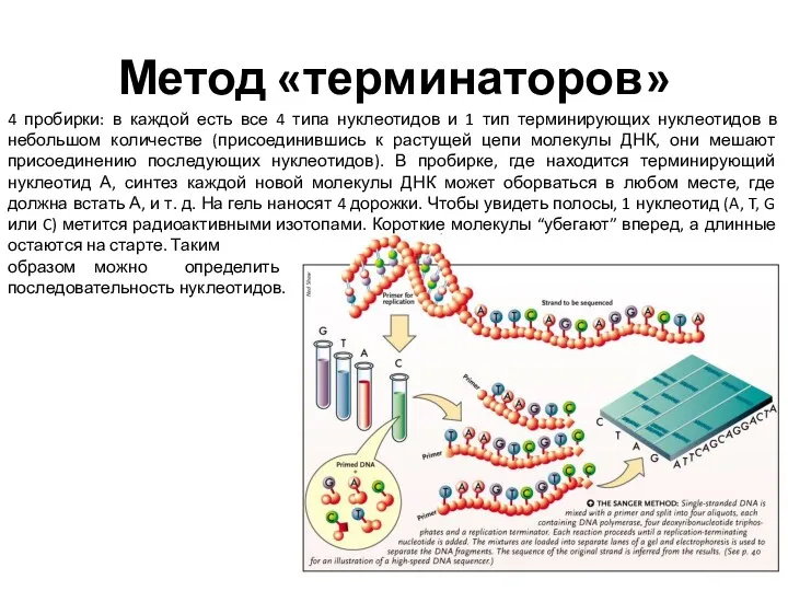 Метод «терминаторов» 4 пробирки: в каждой есть все 4 типа