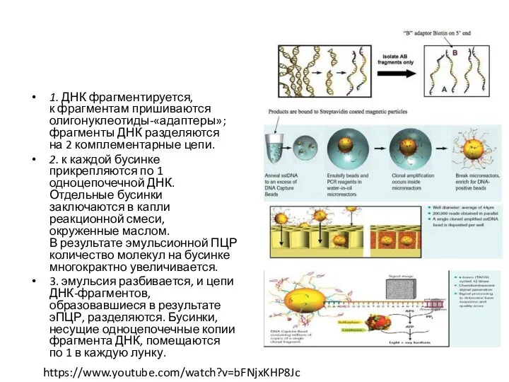 1. ДНК фрагментируется, к фрагментам пришиваются олигонуклеотиды-«адаптеры»; фрагменты ДНК разделяются