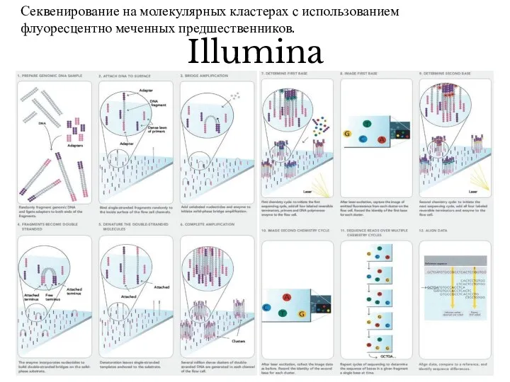 Illumina Секвенирование на молекулярных кластерах с использованием флуоресцентно меченных предшественников.