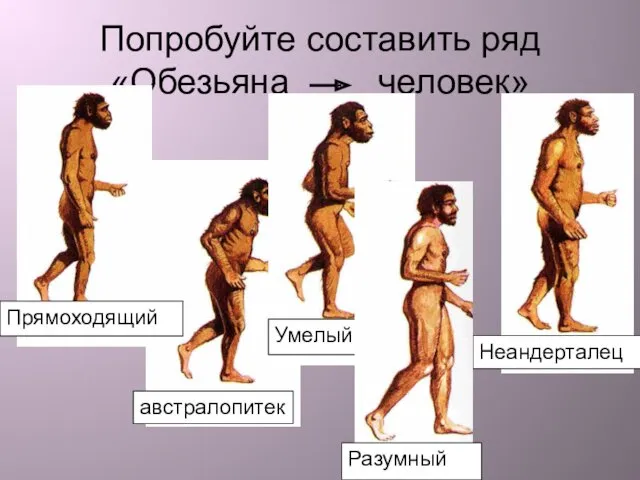 Попробуйте составить ряд «Обезьяна человек»