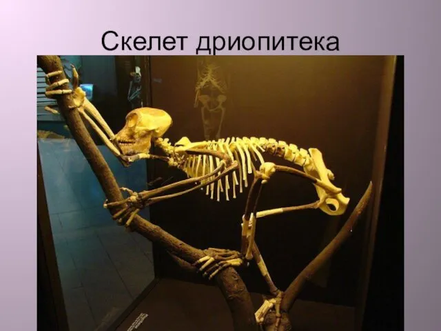 Скелет дриопитека