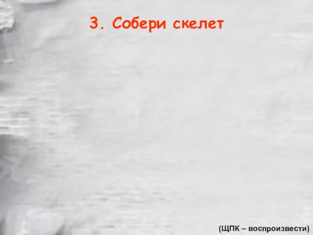 3. Собери скелет (ЩПК – воспроизвести)