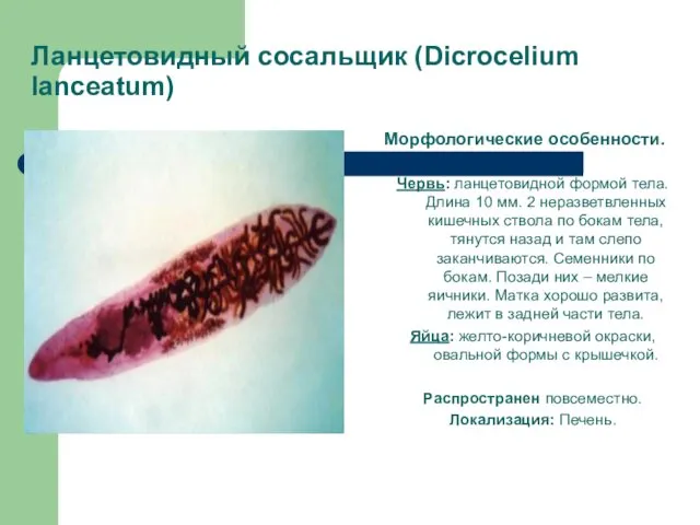 Ланцетовидный сосальщик (Dicrocelium lanceatum) Морфологические особенности. Червь: ланцетовидной формой тела.