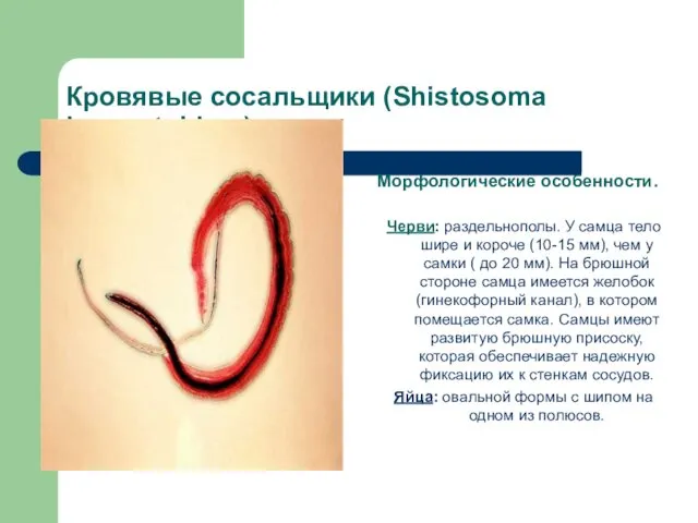 Кровявые сосальщики (Shistosoma haemotobium) Морфологические особенности. Черви: раздельнополы. У самца
