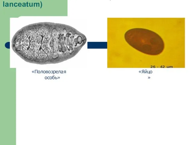 Ланцетовидный сосальщик (Dicrocelium lanceatum) «Половозрелая особь» «Яйцо»