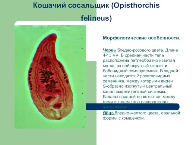 Кошачий сосальщик (Opisthorchis felineus) Морфологические особенности. Червь бледно-розового цвета. Длина