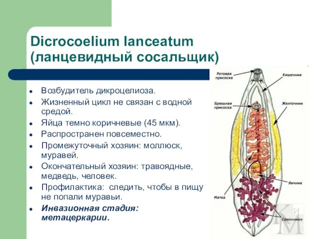 Dicrocoelium lanceatum (ланцевидный сосальщик) Возбудитель дикроцелиоза. Жизненный цикл не связан