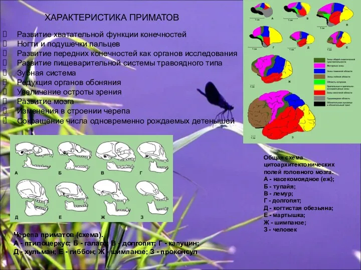 ХАРАКТЕРИСТИКА ПРИМАТОВ Развитие хватательной функции конечностей Ногти и подушечки пальцев