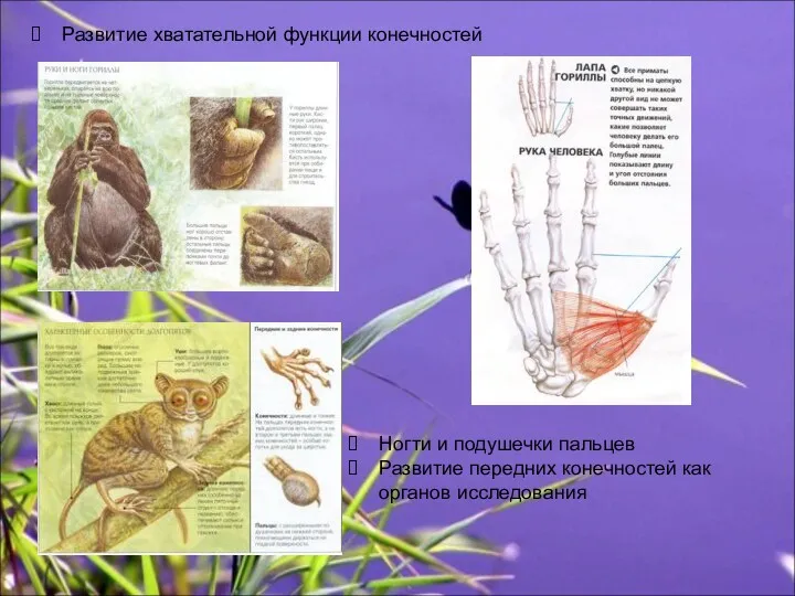 Развитие хватательной функции конечностей Ногти и подушечки пальцев Развитие передних конечностей как органов исследования