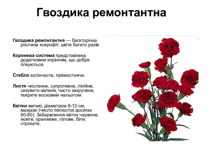 Гвоздика ремонтантна Гвоздика ремонтантна — багаторічна рослина ксерофіт, цвіте багато