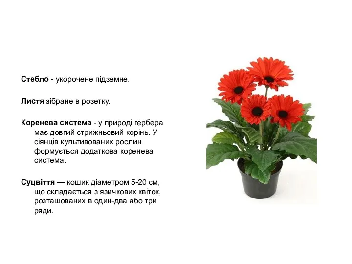 Стебло - укорочене підземне. Листя зібране в розетку. Коренева система