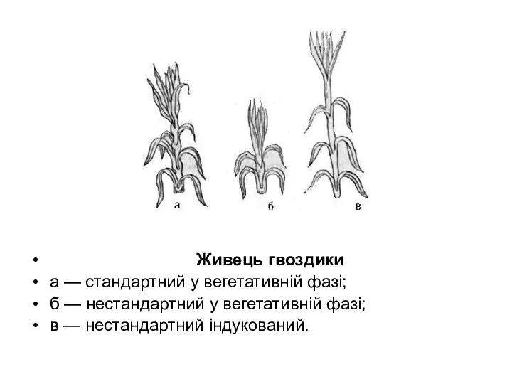 Живець гвоздики а — стандартний у вегетативній фазі; б —