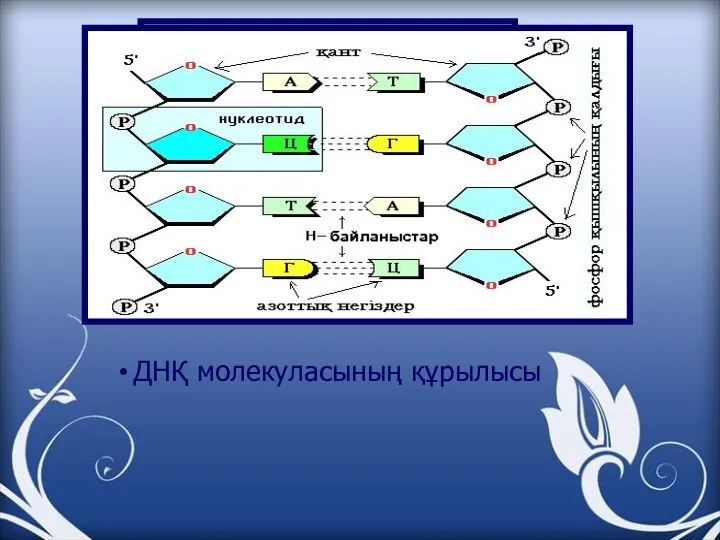 ДНҚ молекуласының құрылысы